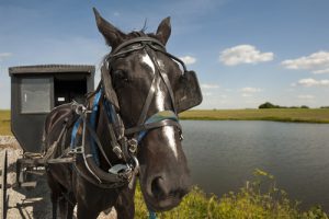 Amish_Horse_Buggy