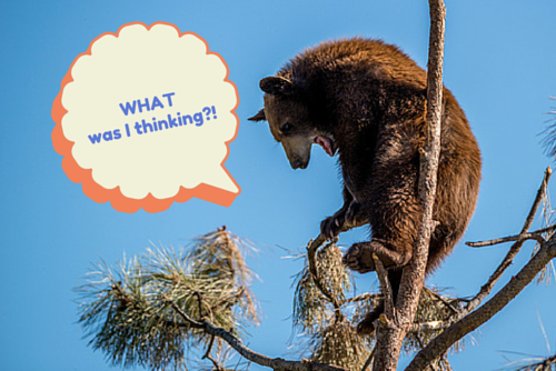 homeowners insurance big mistake bear in high tree